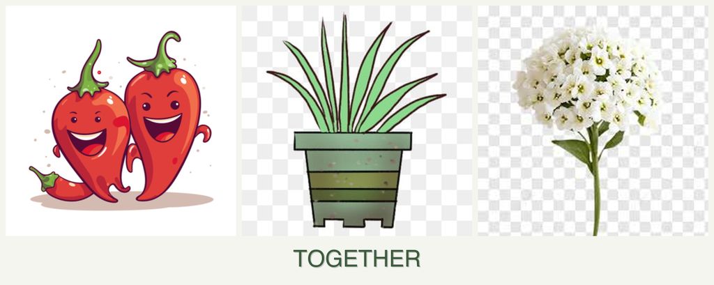 Can you plant peppers, lemongrass and alyssum together?