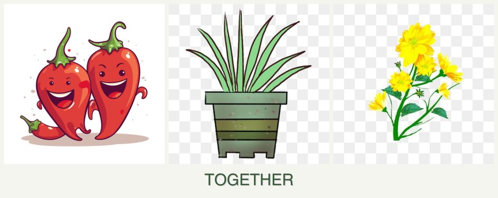 Can you plant peppers, lemongrass and calendula together?