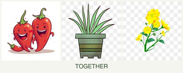 Can you plant peppers, lemongrass and calendula together?