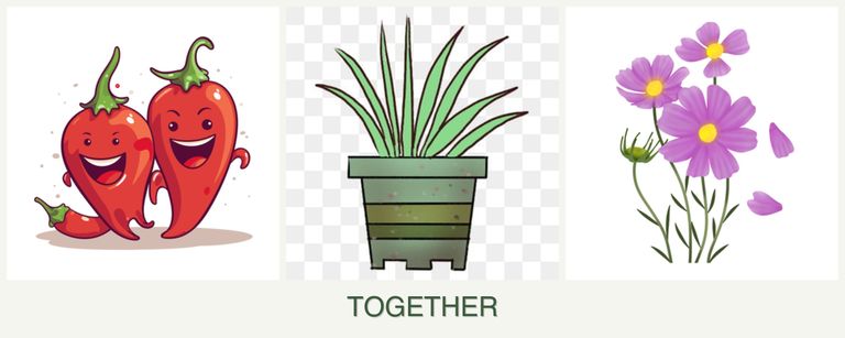 Can you plant peppers, lemongrass and cosmos together?