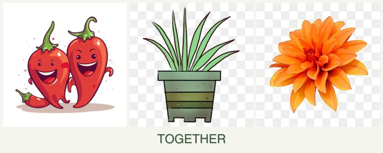 Can you plant peppers, lemongrass and dahlias together?