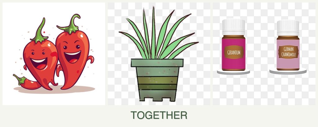 Can you plant peppers, lemongrass and geraniums together?