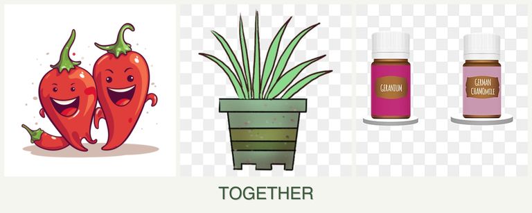 Can you plant peppers, lemongrass and geraniums together?
