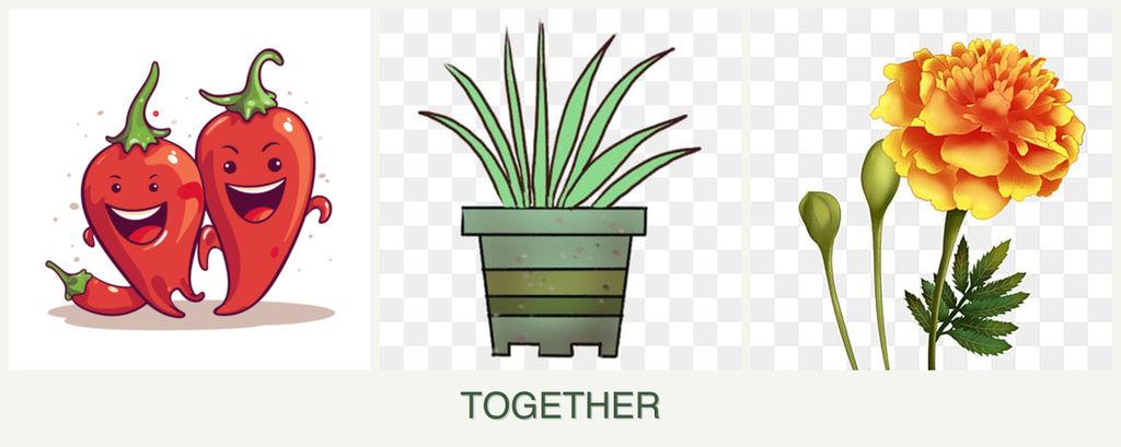 Can you plant peppers, lemongrass and marigolds together?