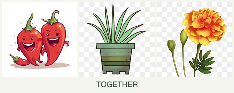 Can you plant peppers, lemongrass and marigolds together?