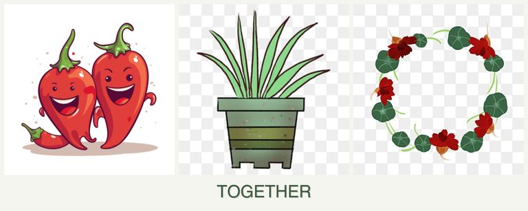Can you plant peppers, lemongrass and nasturtiums together?