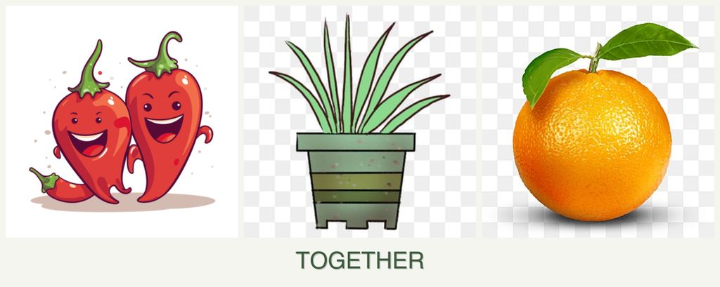 Can you plant peppers, lemongrass and oranges together?