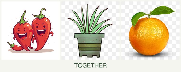 Can you plant peppers, lemongrass and oranges together?