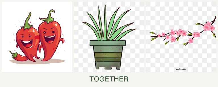 Can you plant peppers, lemongrass and peaches together?