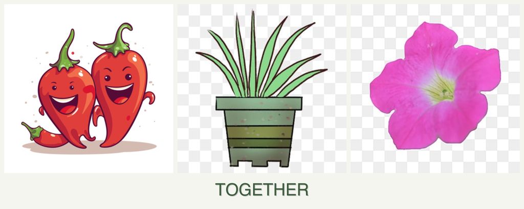Can you plant peppers, lemongrass and petunias together?