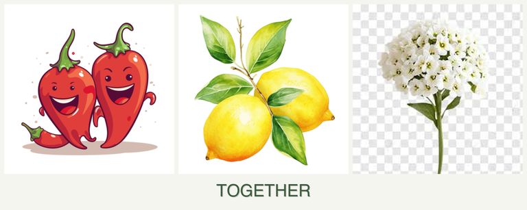 Can you plant peppers, lemons and alyssum together?