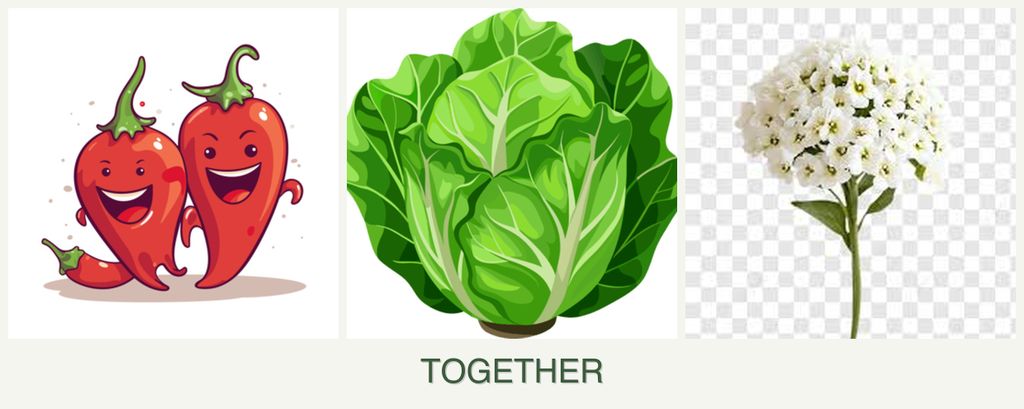 Can you plant peppers, lettuce and alyssum together?