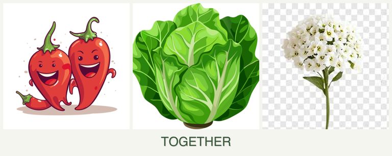 Can you plant peppers, lettuce and alyssum together?