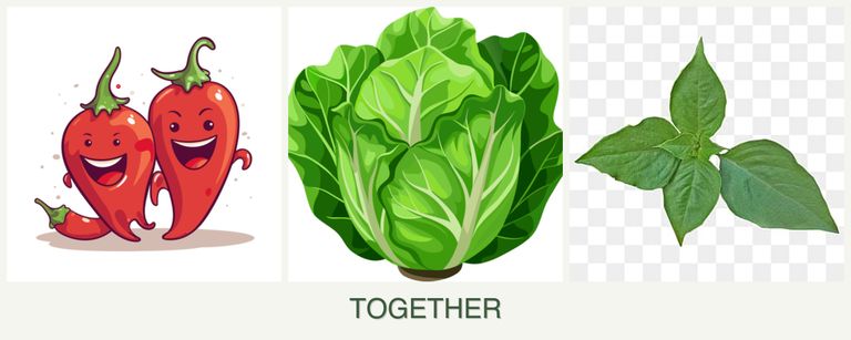 Can you plant peppers, lettuce and basil together?