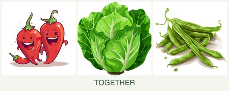Can you plant peppers, lettuce and beans together?