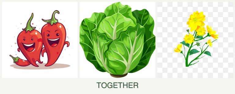 Can you plant peppers, lettuce and calendula together?