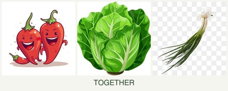 Can you plant peppers, lettuce and chives together?
