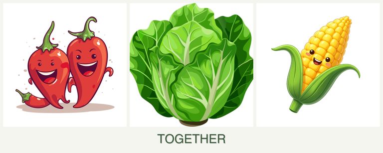 Can you plant peppers, lettuce and corn together?
