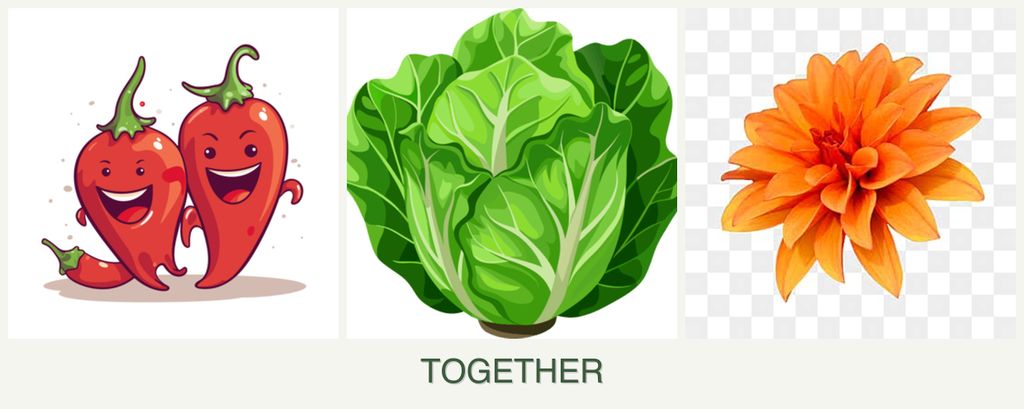 Can you plant peppers, lettuce and dahlias together?