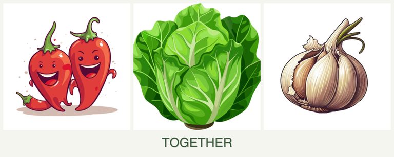 Can you plant peppers, lettuce and garlic together?