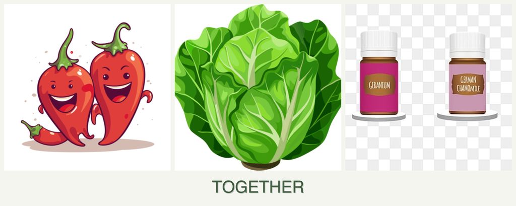Can you plant peppers, lettuce and geraniums together?
