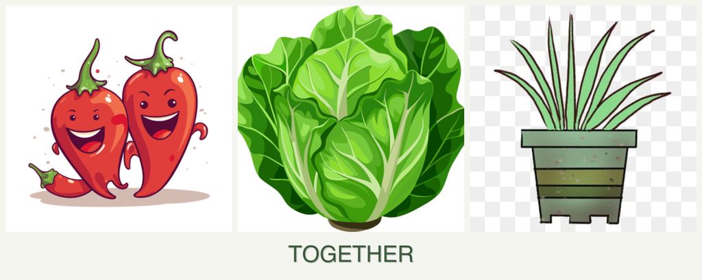 Can you plant peppers, lettuce and lemongrass together?
