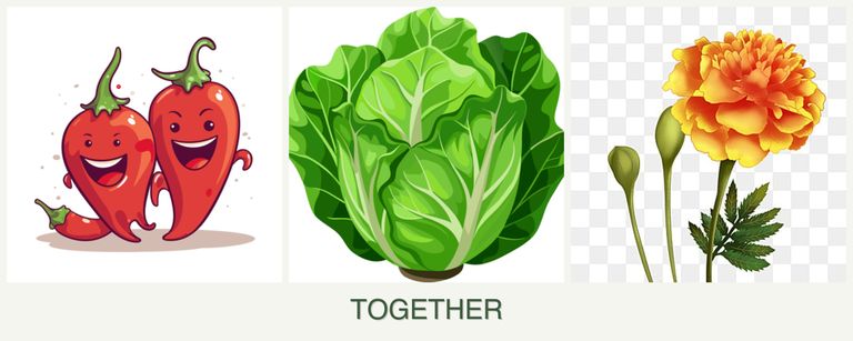 Can you plant peppers, lettuce and marigolds together?
