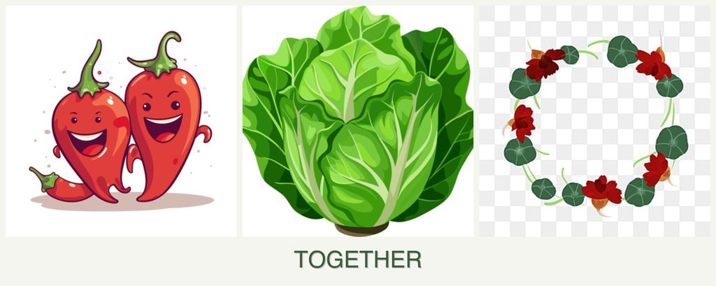 Can you plant peppers, lettuce and nasturtiums together?