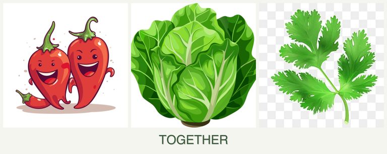 Can you plant peppers, lettuce and parsley together?