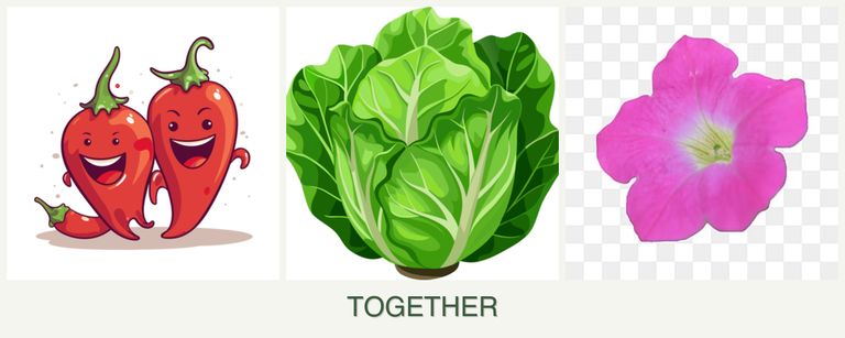 Can you plant peppers, lettuce and petunias together?