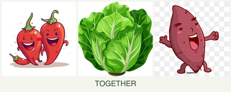 Can you plant peppers, lettuce and sweet potatoes together?