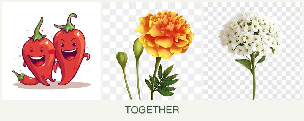 Can you plant peppers, marigolds and alyssum together?