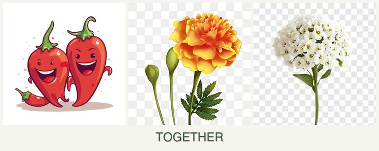 Can you plant peppers, marigolds and alyssum together?