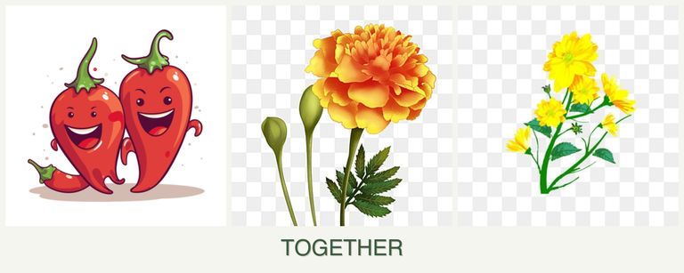 Can you plant peppers, marigolds and calendula together?
