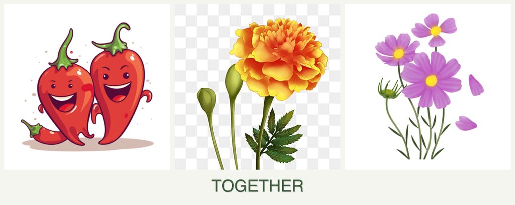 Can you plant peppers, marigolds and cosmos together?