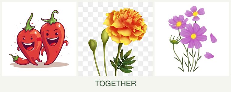 Can you plant peppers, marigolds and cosmos together?