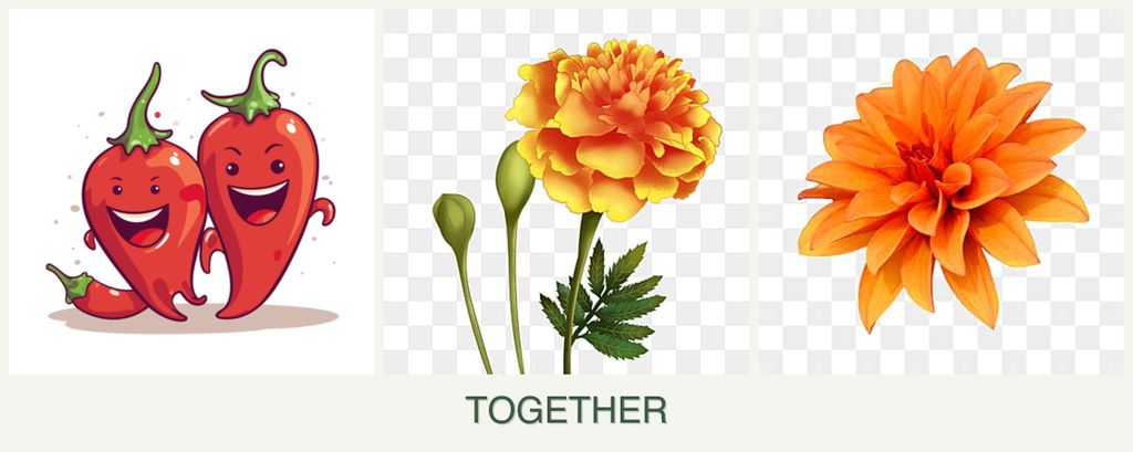 Can you plant peppers, marigolds and dahlias together?