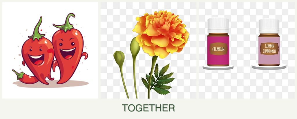Can you plant peppers, marigolds and geraniums together?