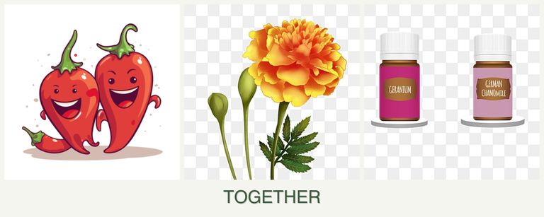 Can you plant peppers, marigolds and geraniums together?