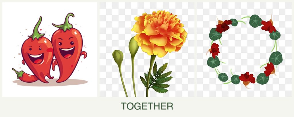 Can you plant peppers, marigolds and nasturtiums together?