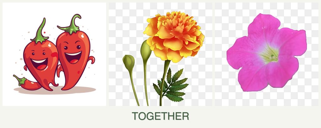 Can you plant peppers, marigolds and petunias together?