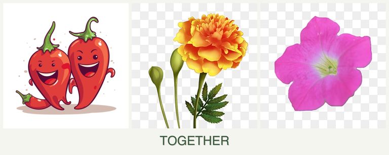 Can you plant peppers, marigolds and petunias together?