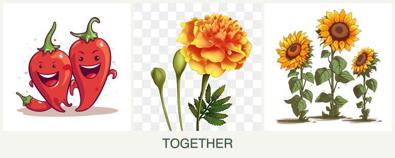 Can you plant peppers, marigolds and sunflowers together?