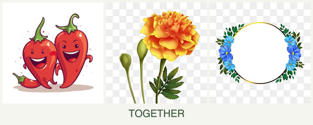 Can you plant peppers, marigolds and zinnias together?
