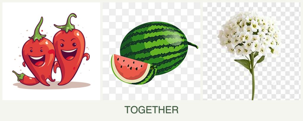 Can you plant peppers, melons and alyssum together?