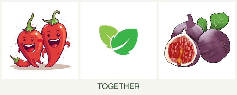 Can you plant peppers, mint and figs together?