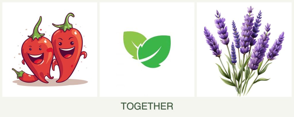 Can you plant peppers, mint and lavender together?