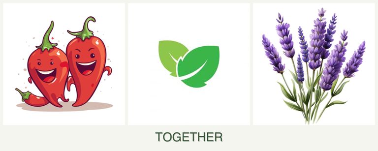 Can you plant peppers, mint and lavender together?