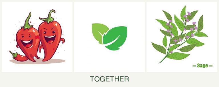 Can you plant peppers, mint and sage together?