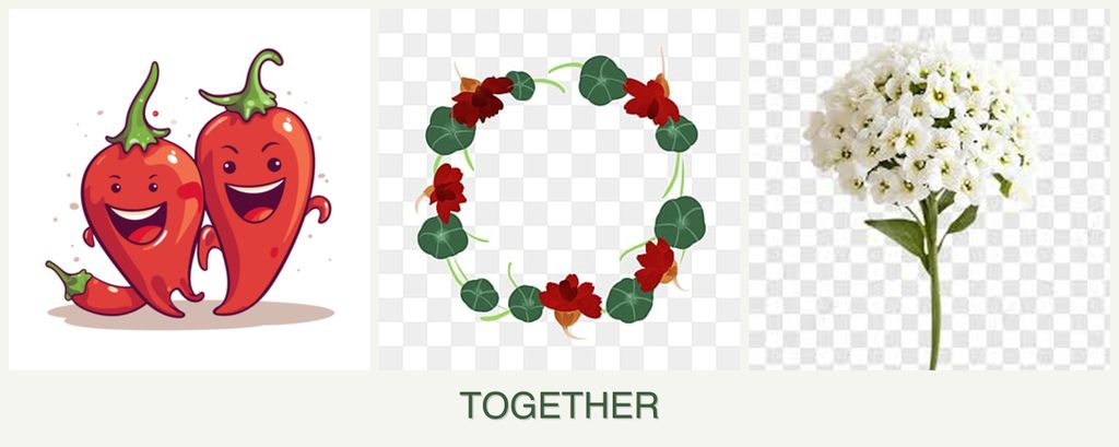 Can you plant peppers, nasturtiums and alyssum together?